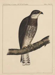 Fåglar, tavla XIII, 1855